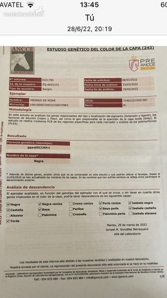 Potro PRE negro  - Potros in 