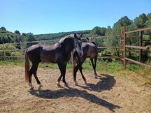 lote de dos potros 3 años