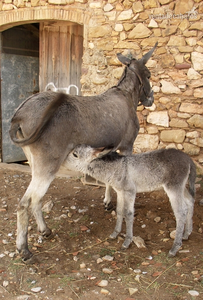 burro / burra in 