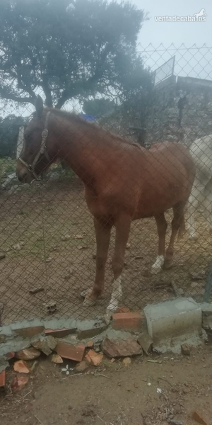 Potro alazán anglo árabe in 