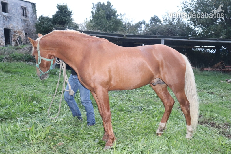 Caballo 5 años capa perla in 