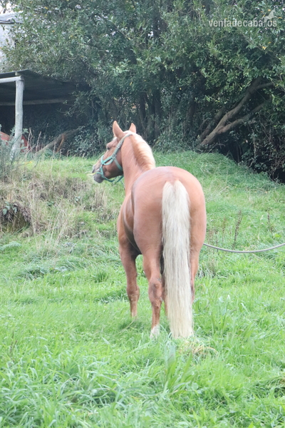 Cruce PRE {TYPE}