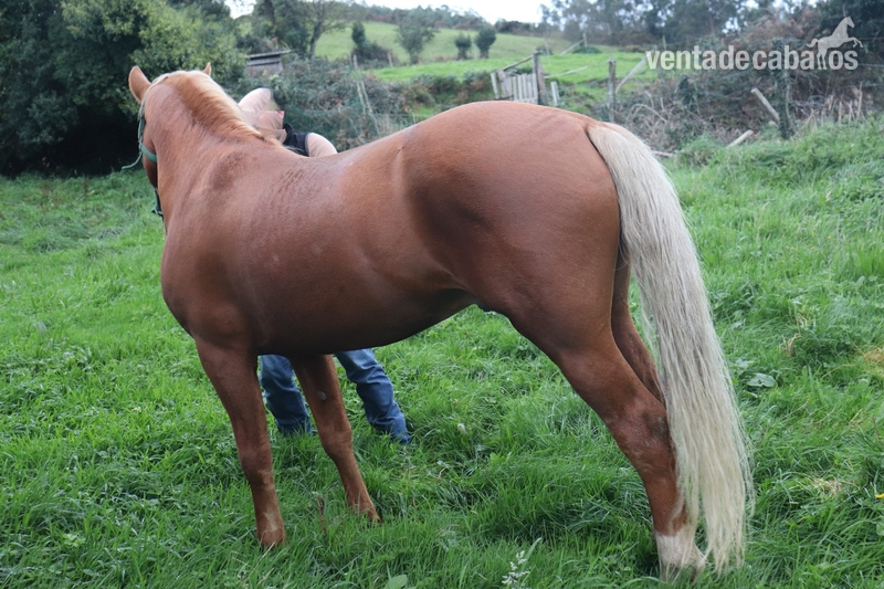 Caballos Enteros Cruce PRE - Caballo 5 años capa perla