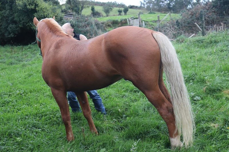 Caballos Enteros Cruce PRE - Caballo 5 años capa perla