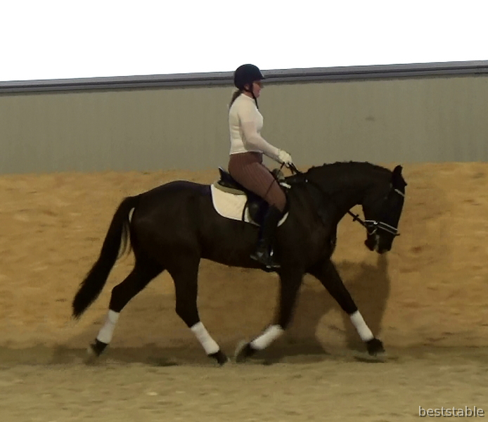 Warmblood