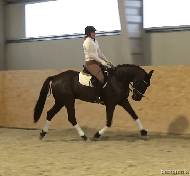 Burros Warmblood - Amazing black gelding for sale !
