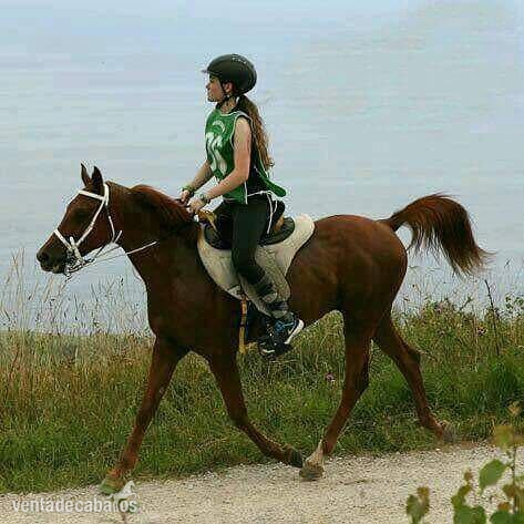 Arabe