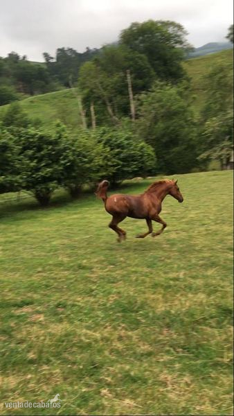 Vendo árabe puro - Caballos Capados Arabe