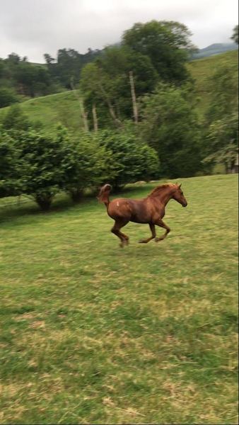 Vendo árabe puro - Caballos Capados Arabe
