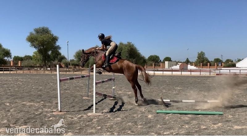 Caballo anglo arabe  in 