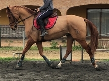 Caballo anglo arabe