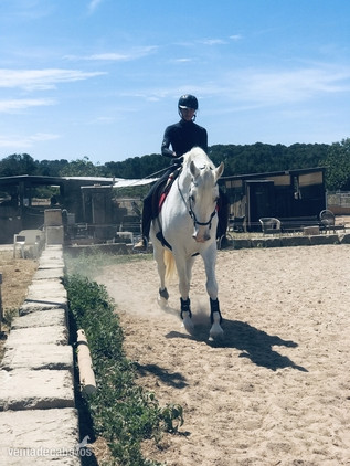 Busco/Cambio/Cedo Caballo EMPTY - pre castrado 14 años