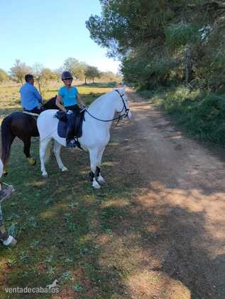 pre castrado 14 años - Busco/Cambio/Cedo Caballo EMPTY