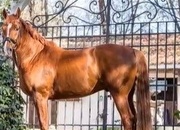 Se vende Caballo schoolmaster Hanoveriano de 16 Años competido en caballos, jóvenes como buenas mediasnivel juvenil 