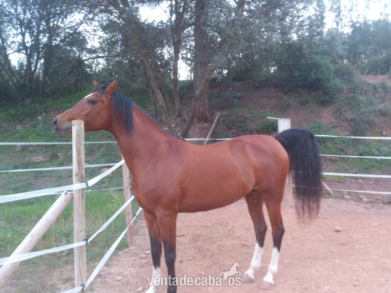 yegua arabe preciosa in 