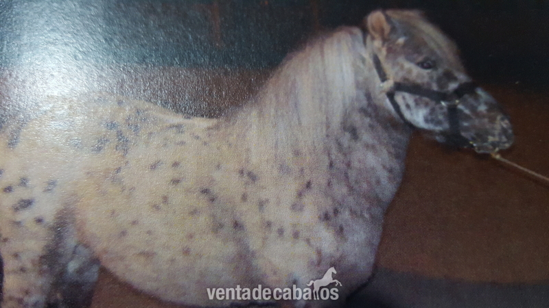 venta  d pony in 