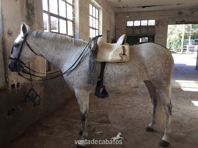 Caballos Pura Raza Española (P.R.E.) PRE - Yegua PRE montada y enganchada 