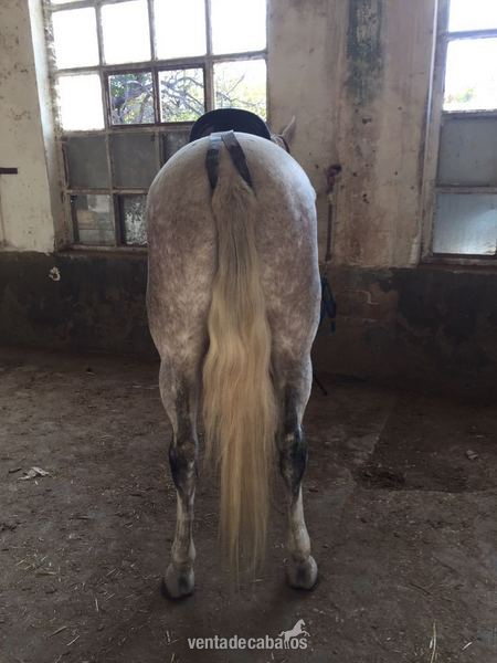 Yegua PRE montada y enganchada  - Caballos Pura Raza Española (P.R.E.) PRE