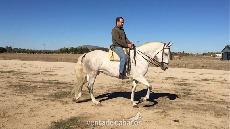 Yegua PRE montada y enganchada  - Caballos Pura Raza Española (P.R.E.)