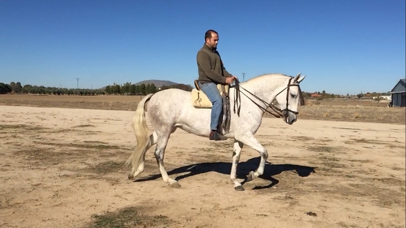 Yegua PRE montada y enganchada  - Caballos Pura Raza Española (P.R.E.)