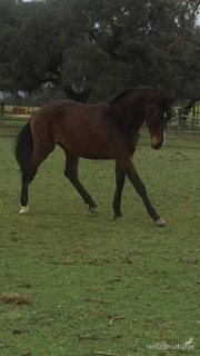 Potros y potras tres sangres, de 4,3,2 y 1 año procedencia TOTILAS, considerado uno de los mejores caballos del mundo. in 