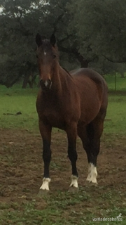 Caballo de Deporte Español (CDE)