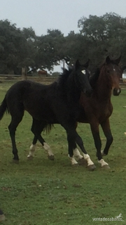 Caballo de Deporte Español (CDE) {TYPE}