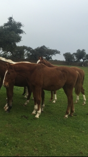 Potros Caballo de Deporte Español (CDE) - Potros y potras tres sangres, de 4,3,2 y 1 año procedencia TOTILAS, considerado uno de los mejores caballos del mundo.