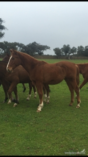 Potros y potras tres sangres, de 4,3,2 y 1 año procedencia TOTILAS, considerado uno de los mejores caballos del mundo. - Potros Caballo de Deporte Español (CDE)