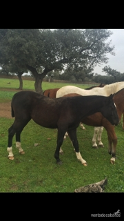 Potros y potras tres sangres, de 4,3,2 y 1 año procedencia TOTILAS, considerado uno de los mejores caballos del mundo. - Caballo de Deporte Español (CDE)