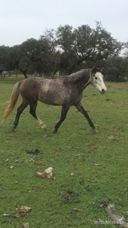 Potros y potras tres sangres, de 4,3,2 y 1 año procedencia TOTILAS, considerado uno de los mejores caballos del mundo. - Potros