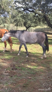 Potros y potras tres sangres, de 4,3,2 y 1 año procedencia TOTILAS, considerado uno de los mejores caballos del mundo.