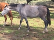 Potros y potras tres sangres, de 4,3,2 y 1 año procedencia TOTILAS, considerado uno de los mejores caballos del mundo.