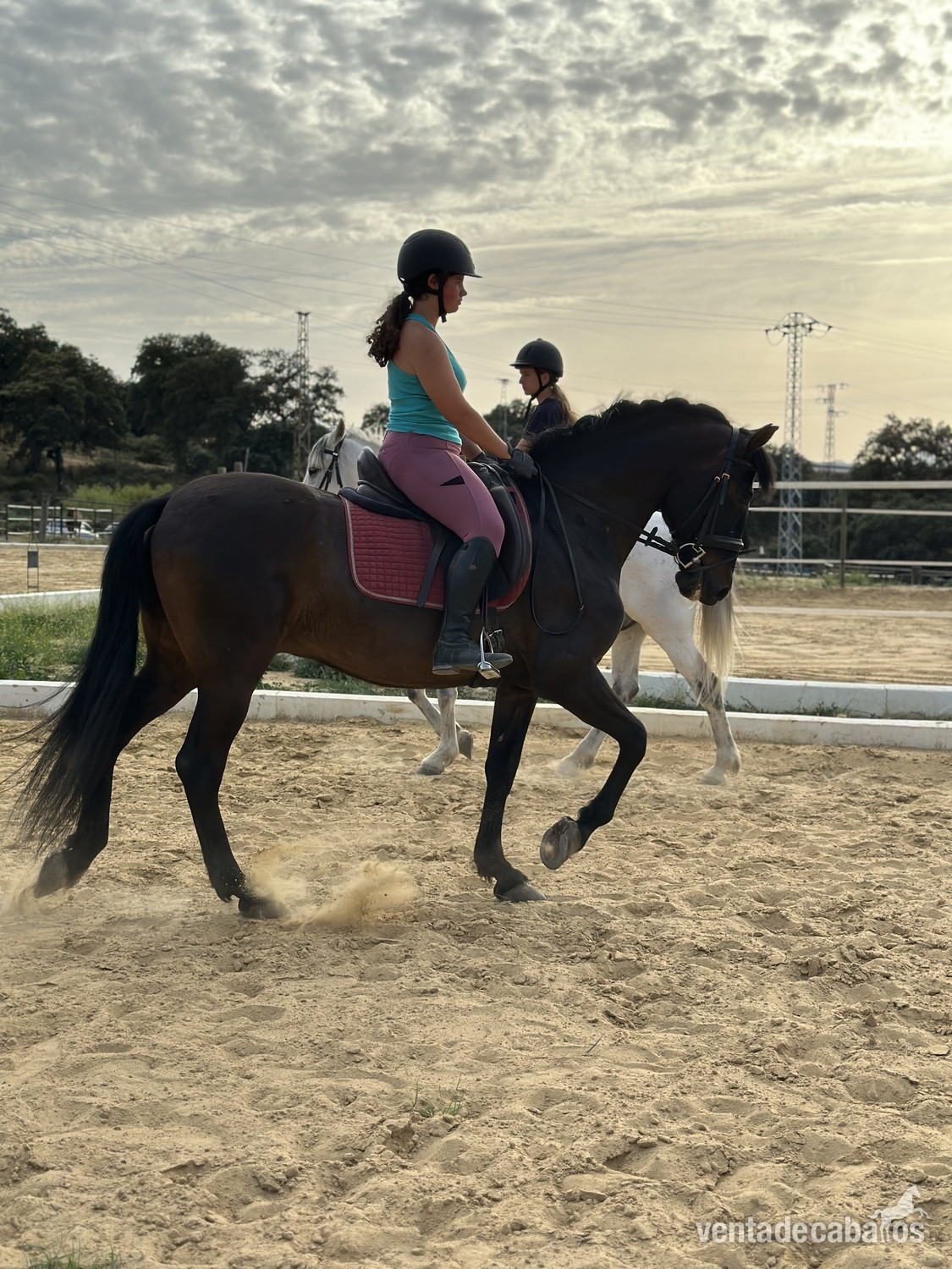 caballo P.R.E para principiantes  in 