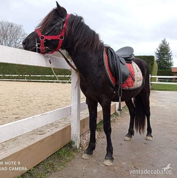 Ponis de deporte B  ya testados in 