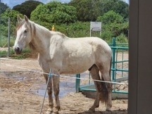 Caballo Doma y Salto