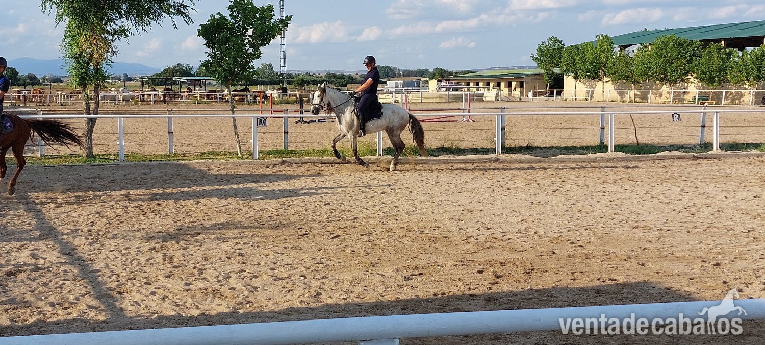 Caballo Doma y Salto - EMPTY