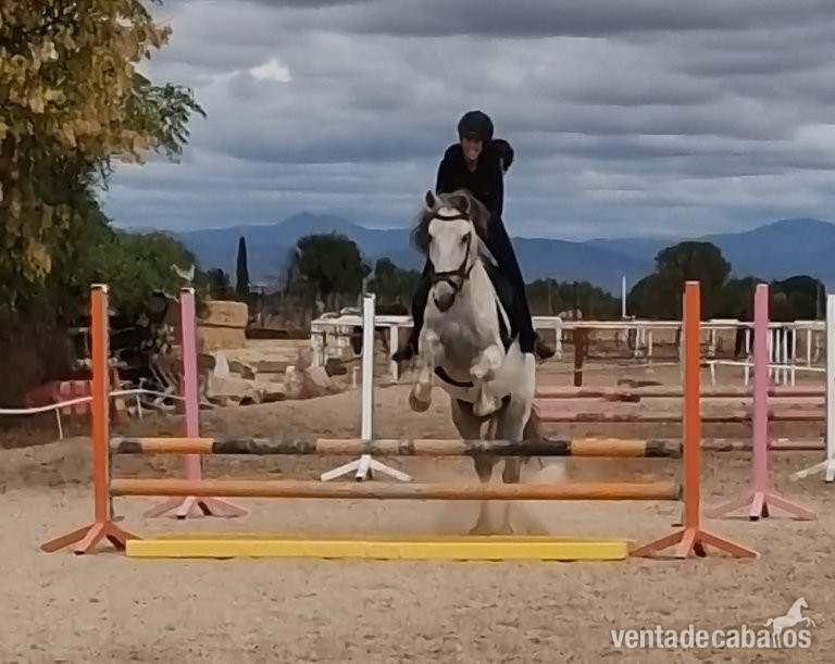 Caballo Doma y Salto in 