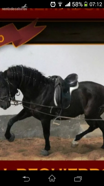  vendo caballo P.R.E de capa negra  in 