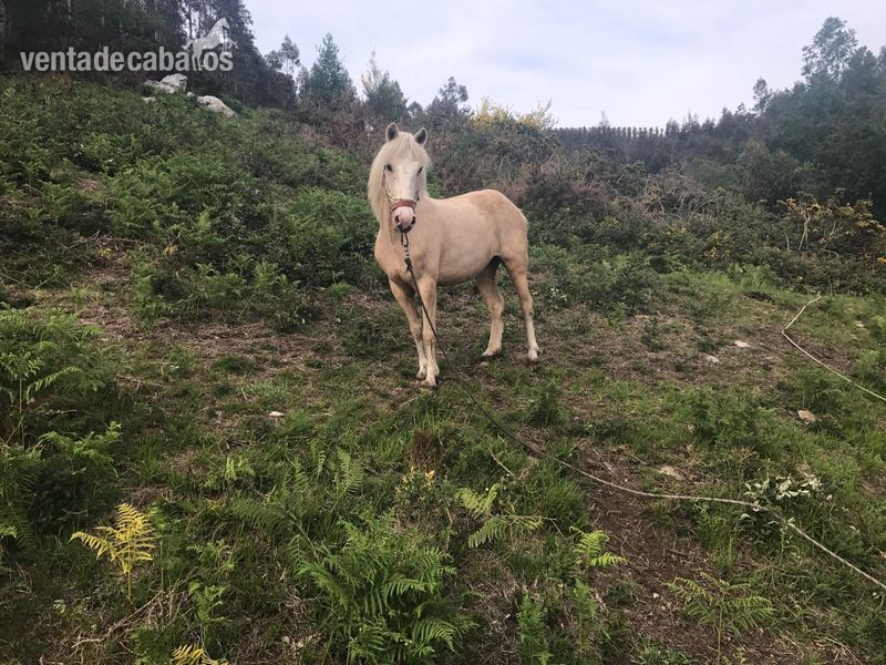 Palomino