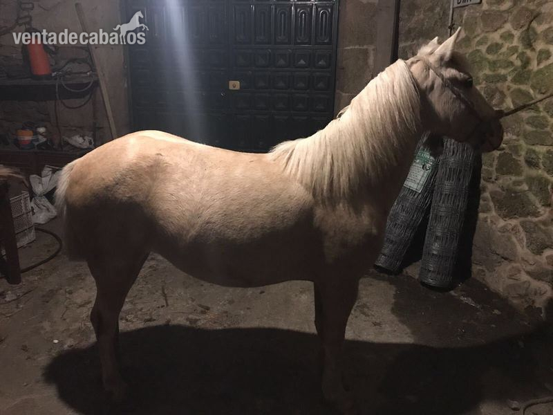 Palomino {TYPE}