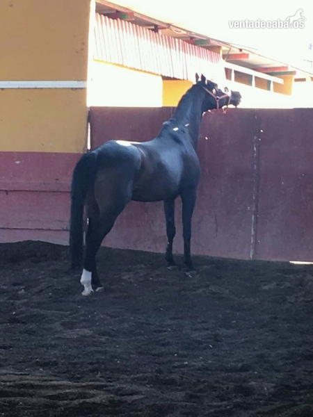Caballo alemán ideal para iniciarse en competición  in 
