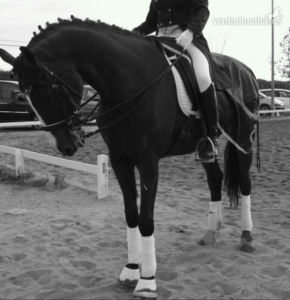Caballos Capados Westfaliano - Caballo alemán ideal para iniciarse en competición 