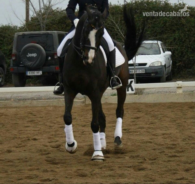 Caballo alemán ideal para iniciarse en competición  - Caballos Capados Westfaliano