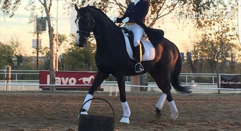 Caballo alemán ideal para iniciarse en competición  - Westfaliano