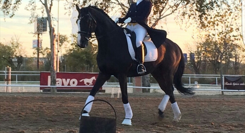 Caballo alemán ideal para iniciarse en competición  - Westfaliano