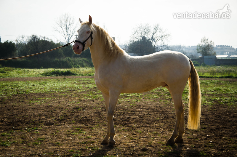 Potro Cremello en venta in 