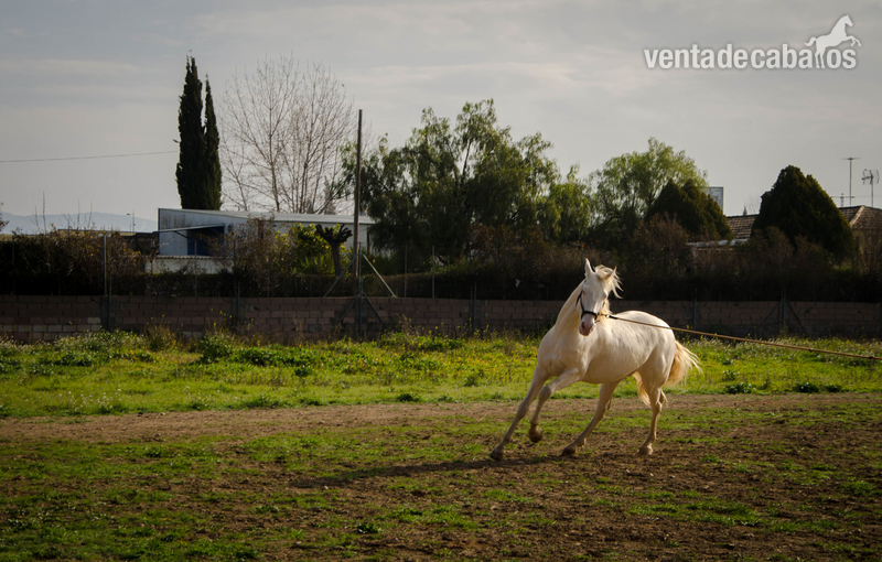 Lusitano\ P.R.E.