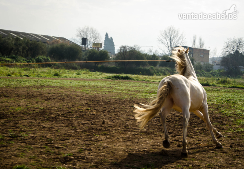 Lusitano\ P.R.E. {TYPE}