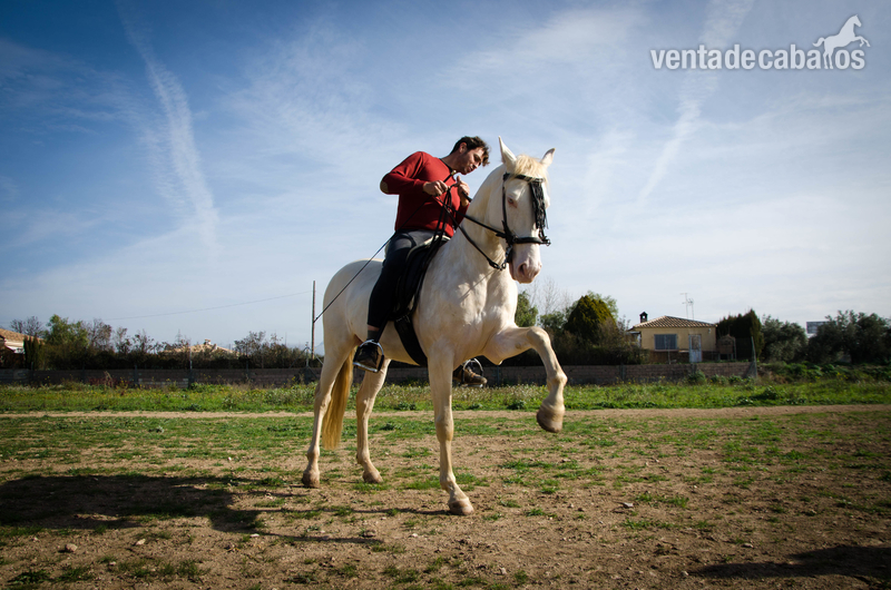 Potro Cremello en venta - Potros Lusitano\ P.R.E.